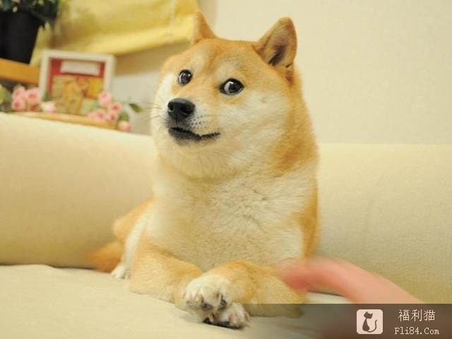 梗图“最嘲讽柴犬doge”近况曝光！6年后同一角度 网全喷泪：真的老了！