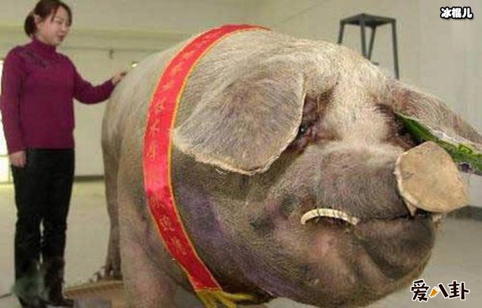 【捕鱼王】世界上最的猪长这样, 1800斤宛如庞然大物