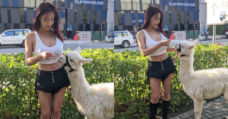【捕鱼王】找到了！台中街頭遇「草泥馬辣妹」畫面引瘋傳！超飽滿身材實在太吸眼球了